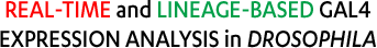 Real-time and lineage-based Gal4 expression analysis in Drosophila
